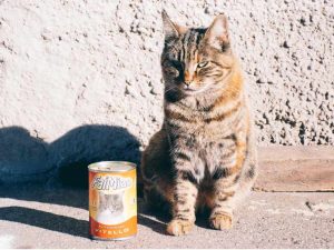 mangime_animali_cani_gatti