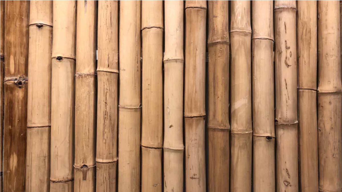 Canne di bamboo per arredare la tua casa e il tuo giardino